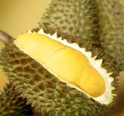 Sầu riêng giảm đau bụng kinh. Thông thường, loại trái cây này có mùi nồng, khó ngửi nhưng nó có giá trị dinh dưỡng rất cao. Sầu riêng có tính ấm, hỗ trợ máu lưu thông nhanh, giúp chị em giảm đáng kể bệnh đau bụng vào ngày đầu kinh nguyệt.