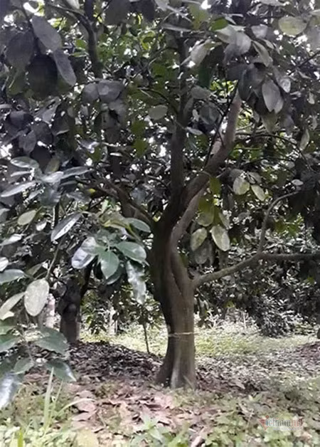 Ke xau vut xac cho xuong gieng nuoc, cua hang loat goc buoi o Ha Tinh-Hinh-3