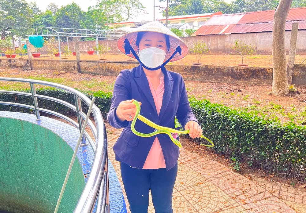 Theo chị Hiền, rắn lục mỏ dọ thuộc họ rắn nước, chúng sống trong bụi rậm, trên cây; thức ăn là ếch, nhái... “Rắn lục mỏ dọ hay còn gọi rắn lục tên lửa, mũi tên. Đây thuộc loại rắn lành, không có nọc độc. Loài rắn này đuôi không có màu đỏ - đây là điểm để phân biệt với rắn lục đuôi đỏ”, chị Hiền nói.