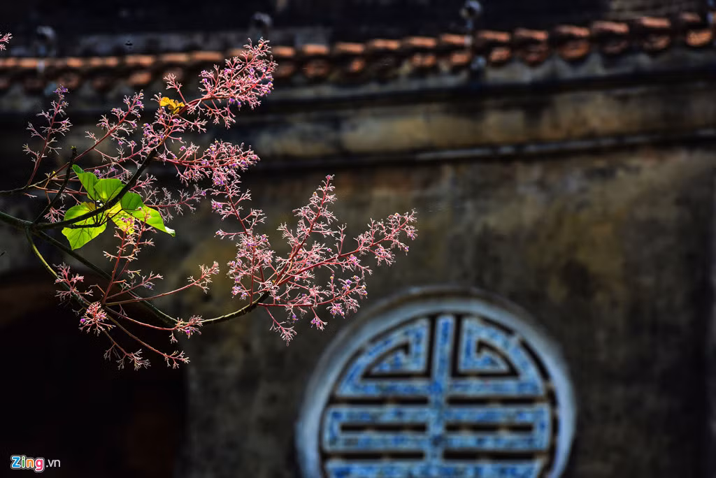 Vào thời kỳ đơm hoa, ngô đông mang vẻ đẹp cuốn hút nhất. Lúc đó, ngô đồng trút hết lá rồi phô kết những chùm hoa nho nhỏ, dày đặc trên cành, từ màu tím nhạt rồi dần ửng hoa cà.