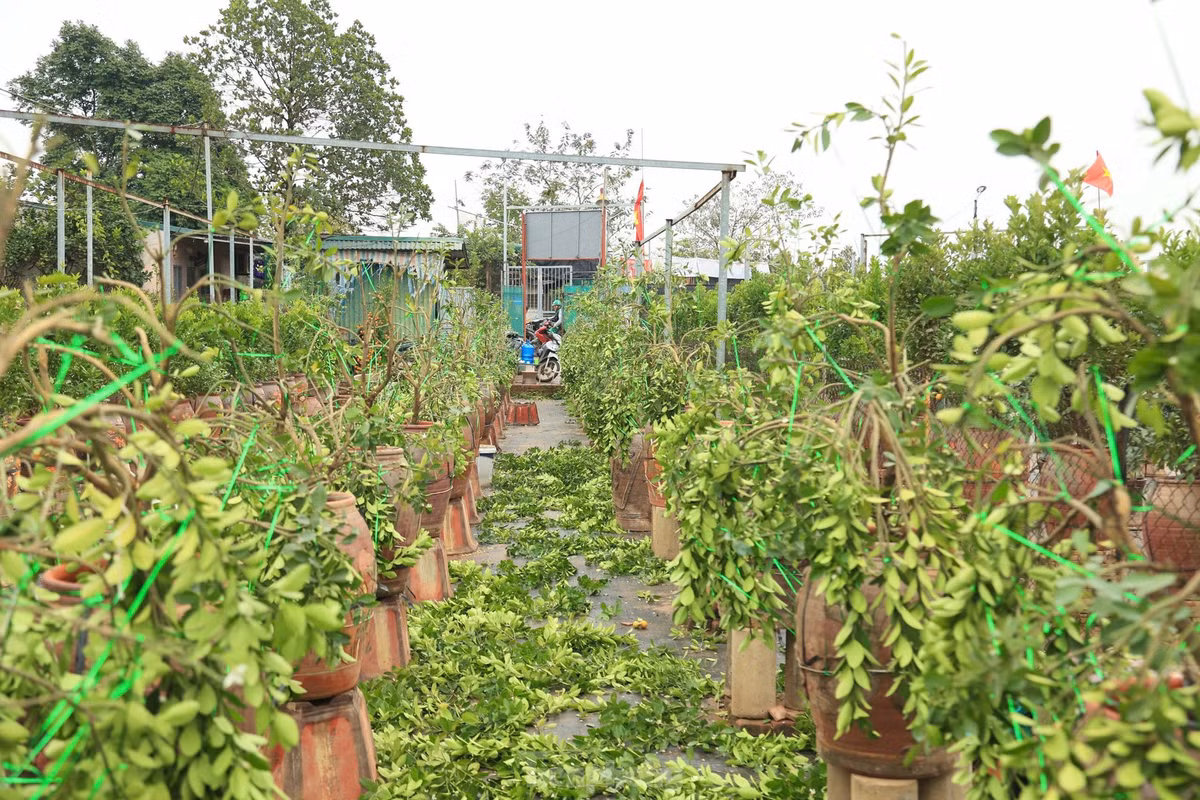 Không khí làm việc tại các nhà vườn thời điểm này rất nhộn nhịp. Những nhóm thợ lành nghề từ huyện Văn Giang (Hưng Yên) được trả công từ 500.000 đồng đến 1 triệu đồng/người/ngày.