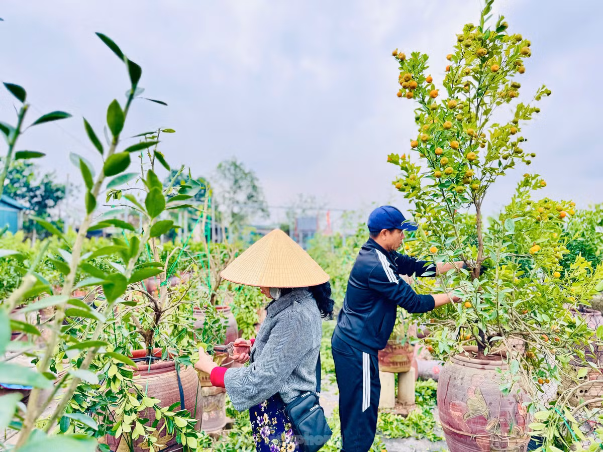 Được biết, sau mỗi dịp Tết nguyên đán, các nhà vườn sẽ thu mua quất sau đó thu gom về vườn chăm sóc, tái sử dụng cho giống quất Tứ Liên đặc trưng của Hà Nội.