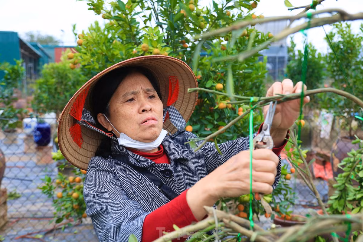 Do quất trồng trong chum khó hơn trồng dưới đất, đòi hỏi kỹ thuật chăm sóc cao nên các nhà vườn ở Tứ Liên phải chuẩn bị trước cả năm.
