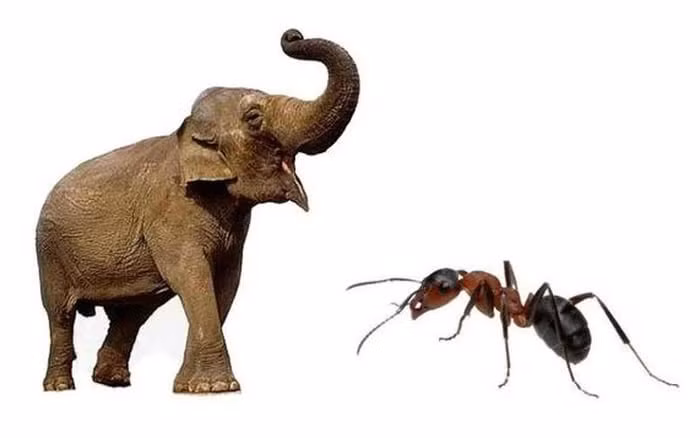 Có chuyện kiến giết voi hay không? - Hình 3 Co chuyen kien giet voi hay khong?-Hinh-3
