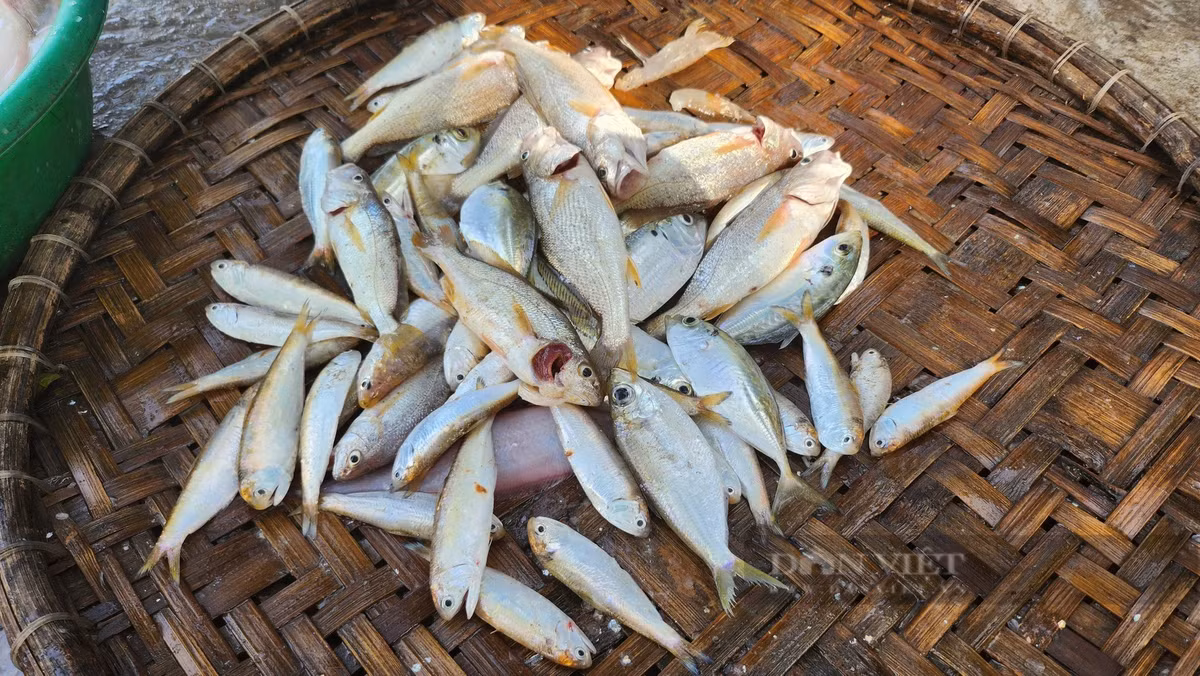Loai ca khoai ngon o Thanh Hoa, gia ban gan 500.000 dong/kg-Hinh-4