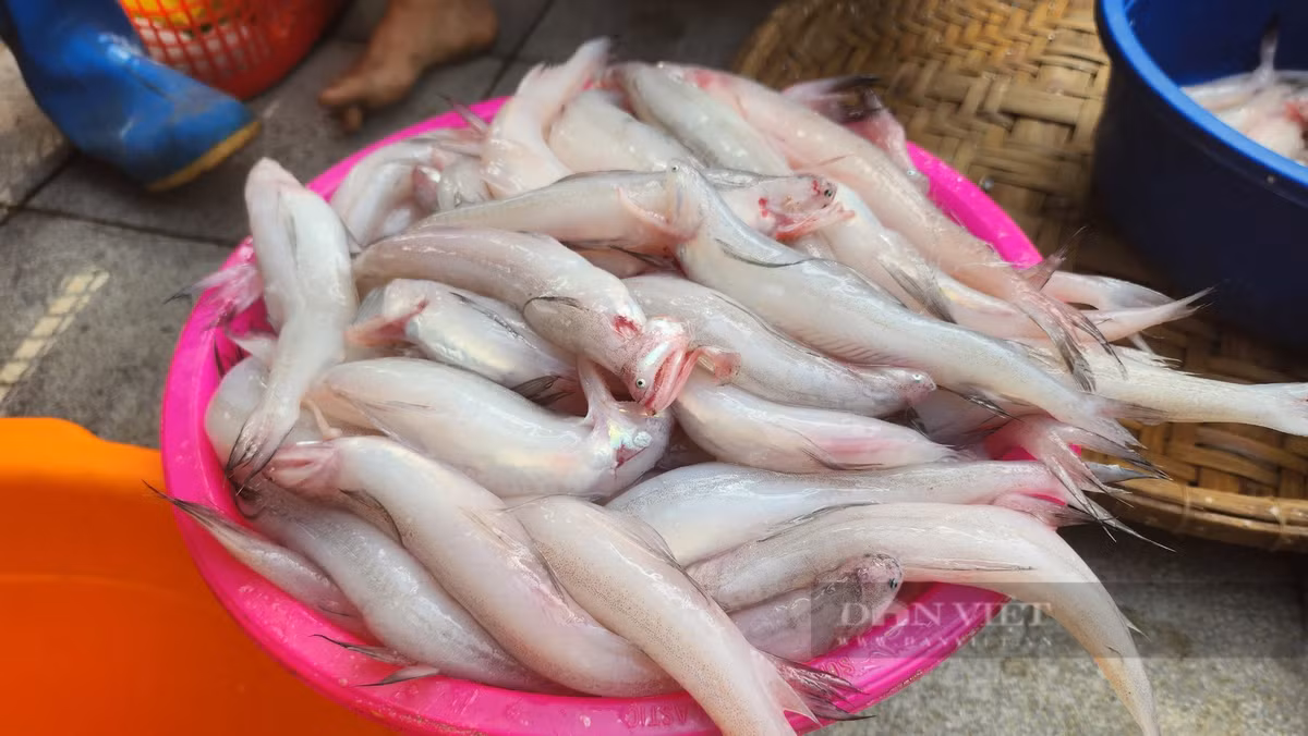 Loai ca khoai ngon o Thanh Hoa, gia ban gan 500.000 dong/kg-Hinh-3