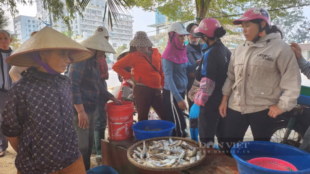 Loai ca khoai ngon o Thanh Hoa, gia ban gan 500.000 dong/kg-Hinh-2