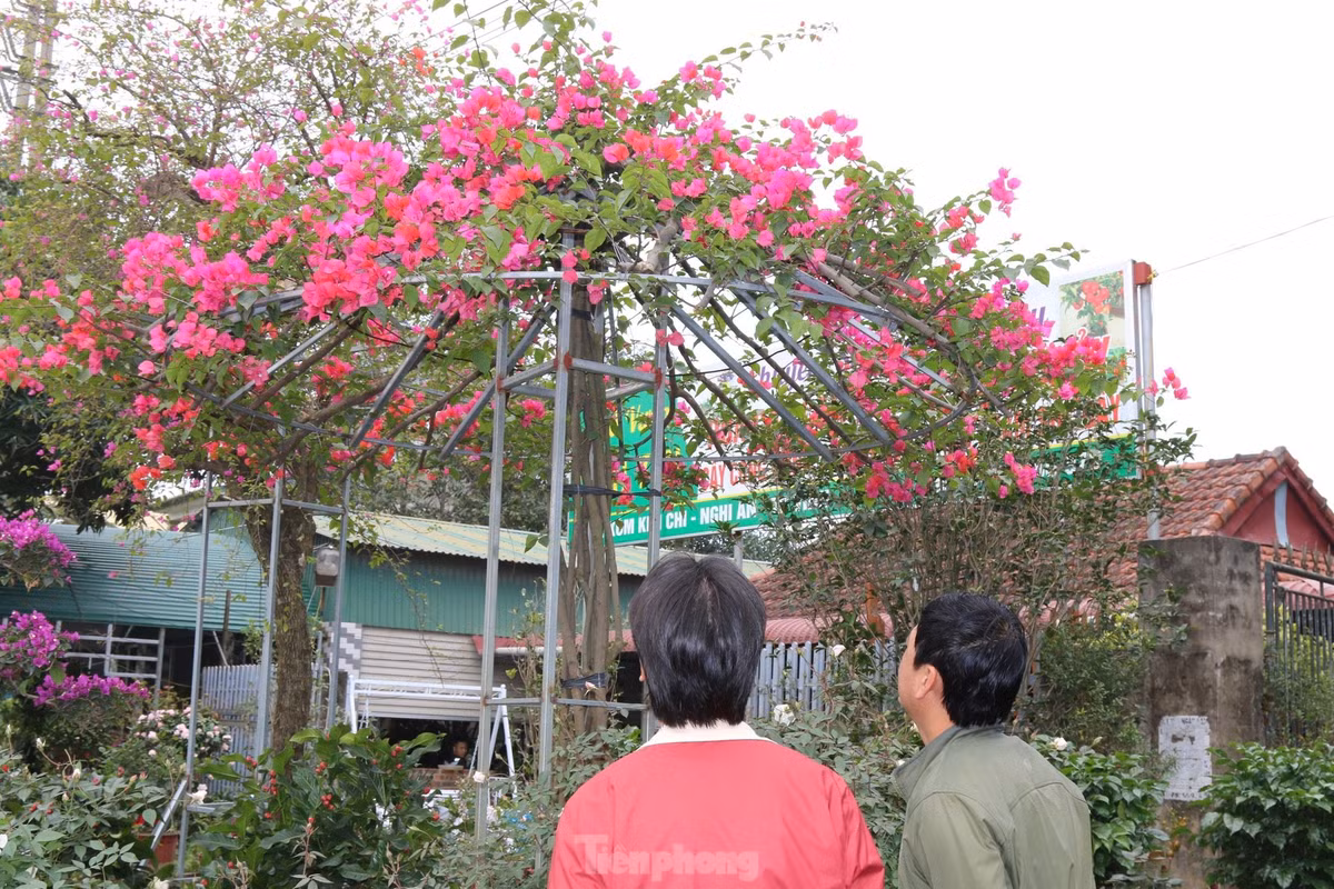 Chọn mua những chậu hoa giấy rực rỡ về trưng bày trong nhà vào dịp Tết, anh Phạm Hữu Dũng (trú phường Hưng Phúc, TP Vinh) bày tỏ: “Hoa giấy dễ trồng, chịu nắng rất tốt, càng nắng, hoa càng rực rỡ. Sau Tết cũng có thể giữ chơi quanh năm mà không cần quá bận tâm với việc chăm sóc. Tôi chọn mua một chậu hoa ngũ sắc, hy vọng mọi sự được may mắn, hanh thông trong năm 2024”.