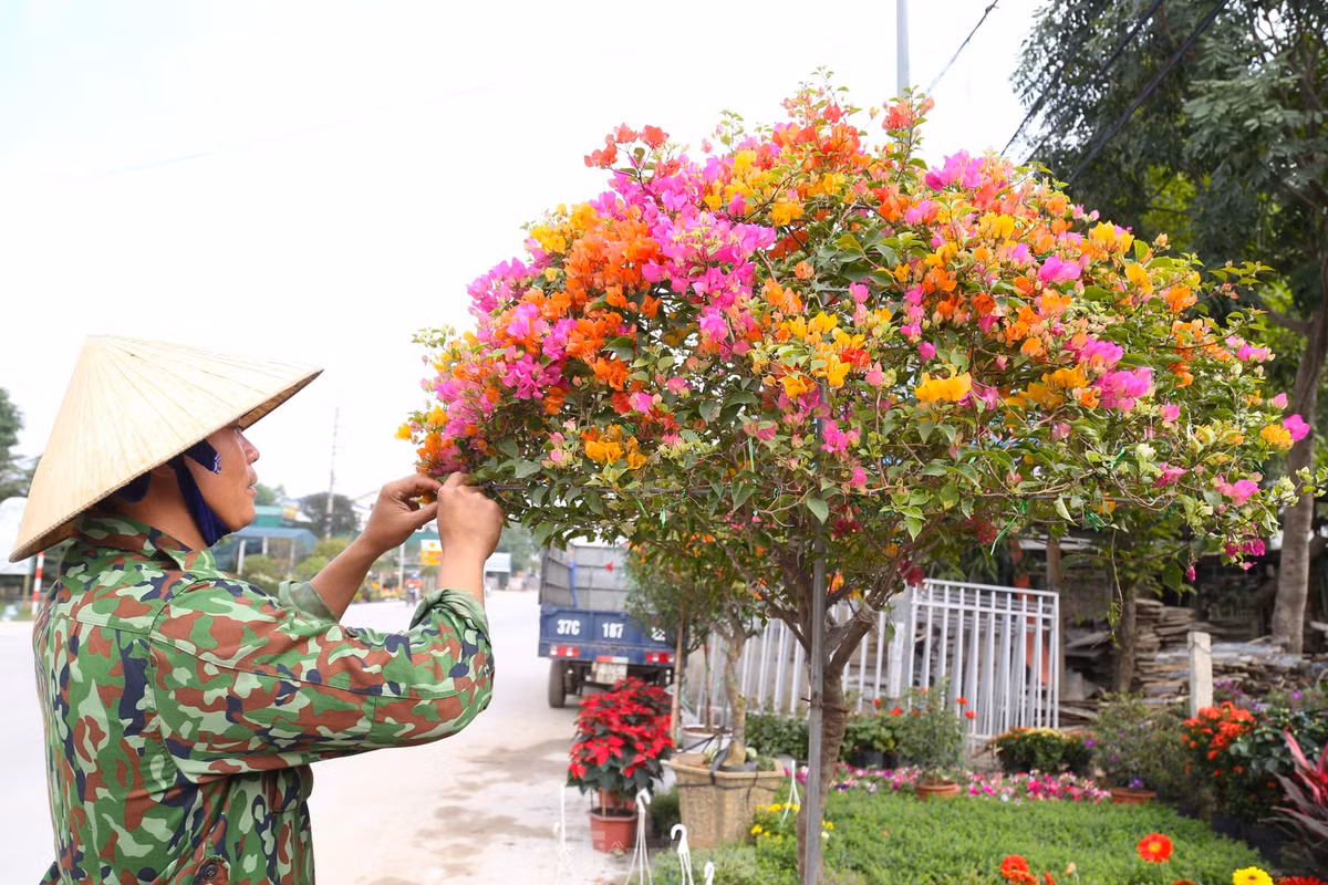 Anh Nguyễn Bình Trọng, chủ một vườn hoa ở xã Nghi Ân cho biết, hoa giấy từng có thời điểm bị người dân chặt bỏ nhiều. Khoảng 4-5 năm trở lại đây, loài hoa này bắt đầu “hot” trở lại, được nhiều người ưa chuộng, đặc biệt là những cây hoa giấy có thân lớn, độc đáo.