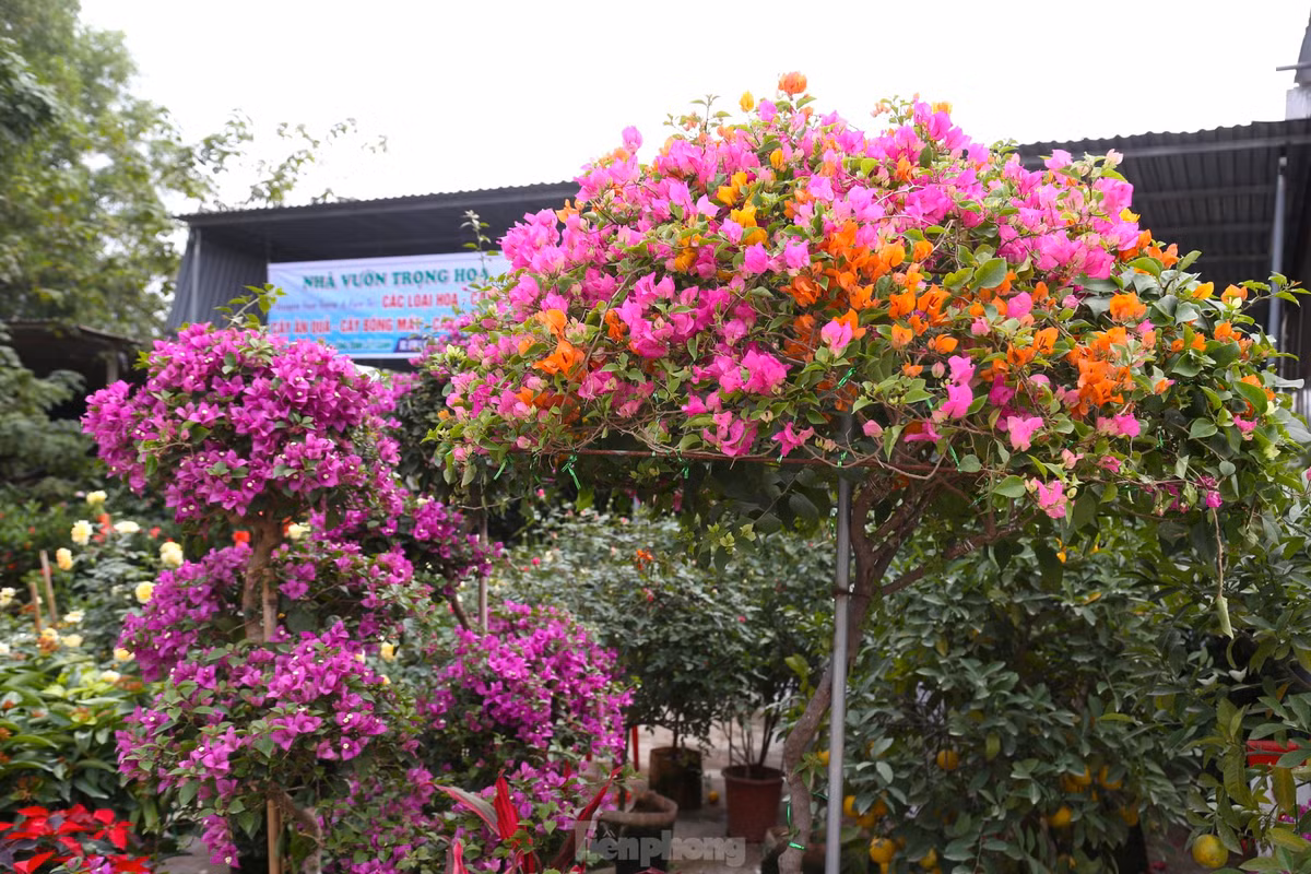 Khoảng vài năm gần đây, thị trường hoa Tết ở Nghệ An xuất hiện nhiều các loại hoa giấy ngũ sắc với đủ kích thước, chủng loại từ 3 màu, 4 màu đến 6 màu hoa. Nổi bật trong đó là giống hoa giấy ngũ sắc hình cây nấm.