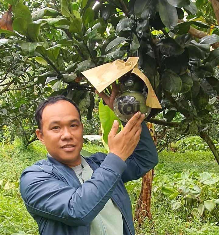 Anh Huỳnh Thanh Tâm ở xã An Khánh (Châu Thành, Bến Tre) chuyên tạo hình các loại trái cây như bưởi, dừa phục vụ thị trường Tết. Ảnh: T. Tâm.