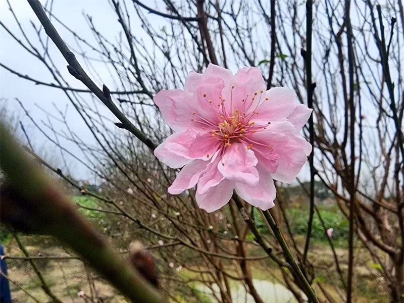 Dao phai canh kep Quang Chinh duoc dai gia san lung choi tet