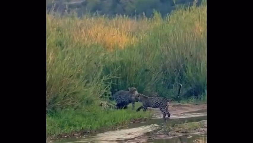 Video: Lung mat chien dau voi 3 con bao, cai ket kho tin