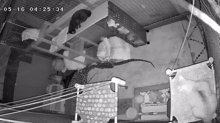 Video: Xem camera phat hien meo nha tan cong tran khung trong dem