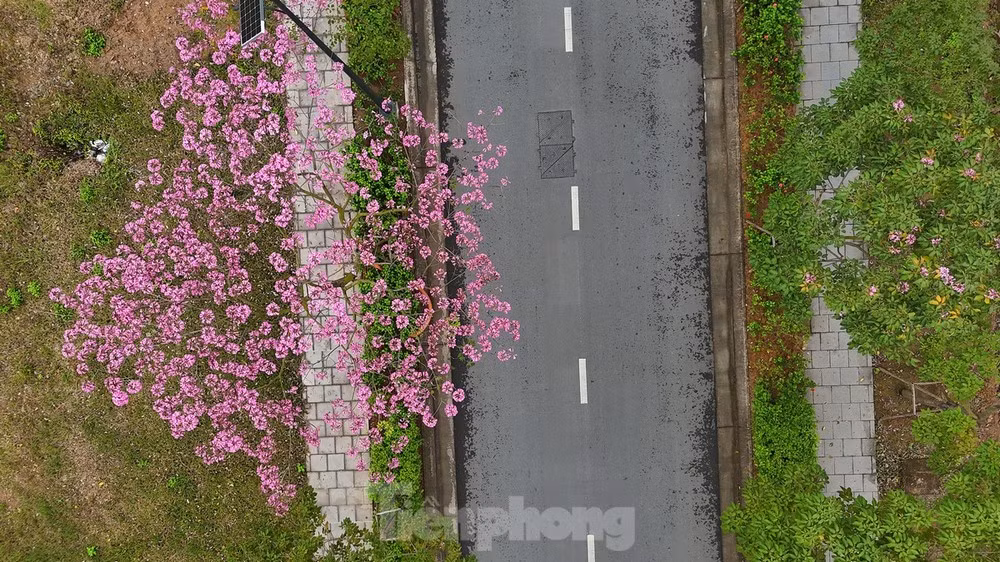 Những cây kèn hồng rực hoa nhìn từ trên cao.