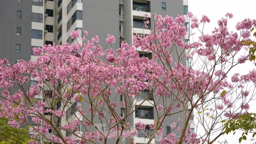 Loài hoa kèn hồng này khi nở sẽ trổ thành từng chùm lớn, lúc rộ có màu hồng tươi, đến khi sắp tàn thì có màu hồng phấn.