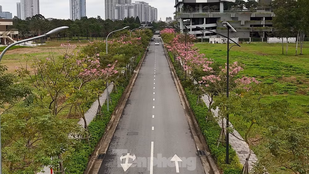 Loài hoa kèn hồng chỉ nở rộ được thời gian ngắn - khoảng một tuần, rồi sẽ nhanh chóng rơi rụng… Thay vào đó là một lứa lá lộc xanh mới.
