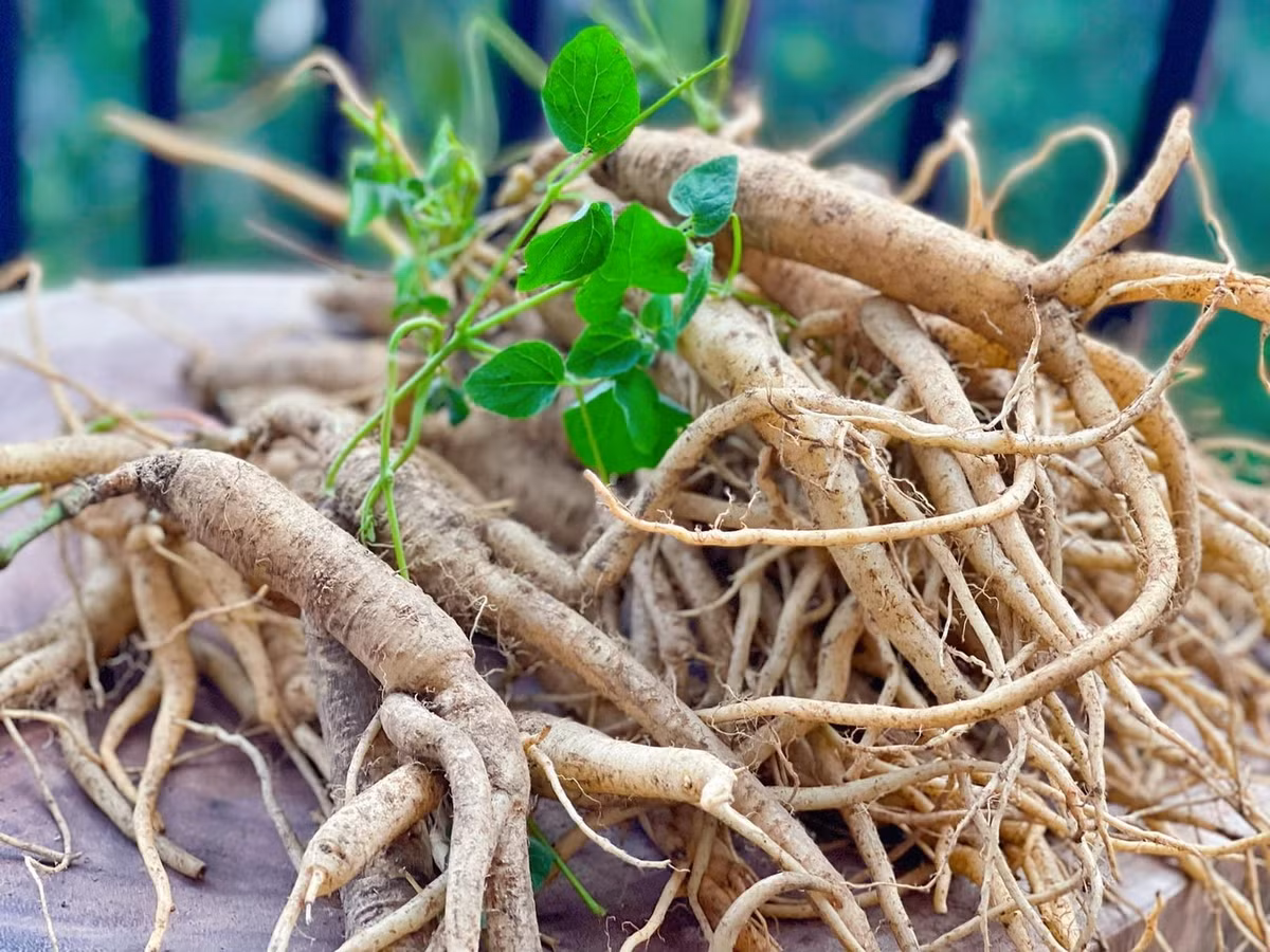 Do những lời đồn thổi thái quá về công dụng như "thần dược", vào những năm 1990, củ sâm Ngọc Linh có giá trị tăng vọt, còn đắt hơn sâm Triều Tiên nhiều lần. Nhiều người từ Hàn Quốc - xứ sở của nhân sâm - cũng tìm sâm Ngọc Linh để chữa bệnh. Ảnh: Nông sản LangBiang.