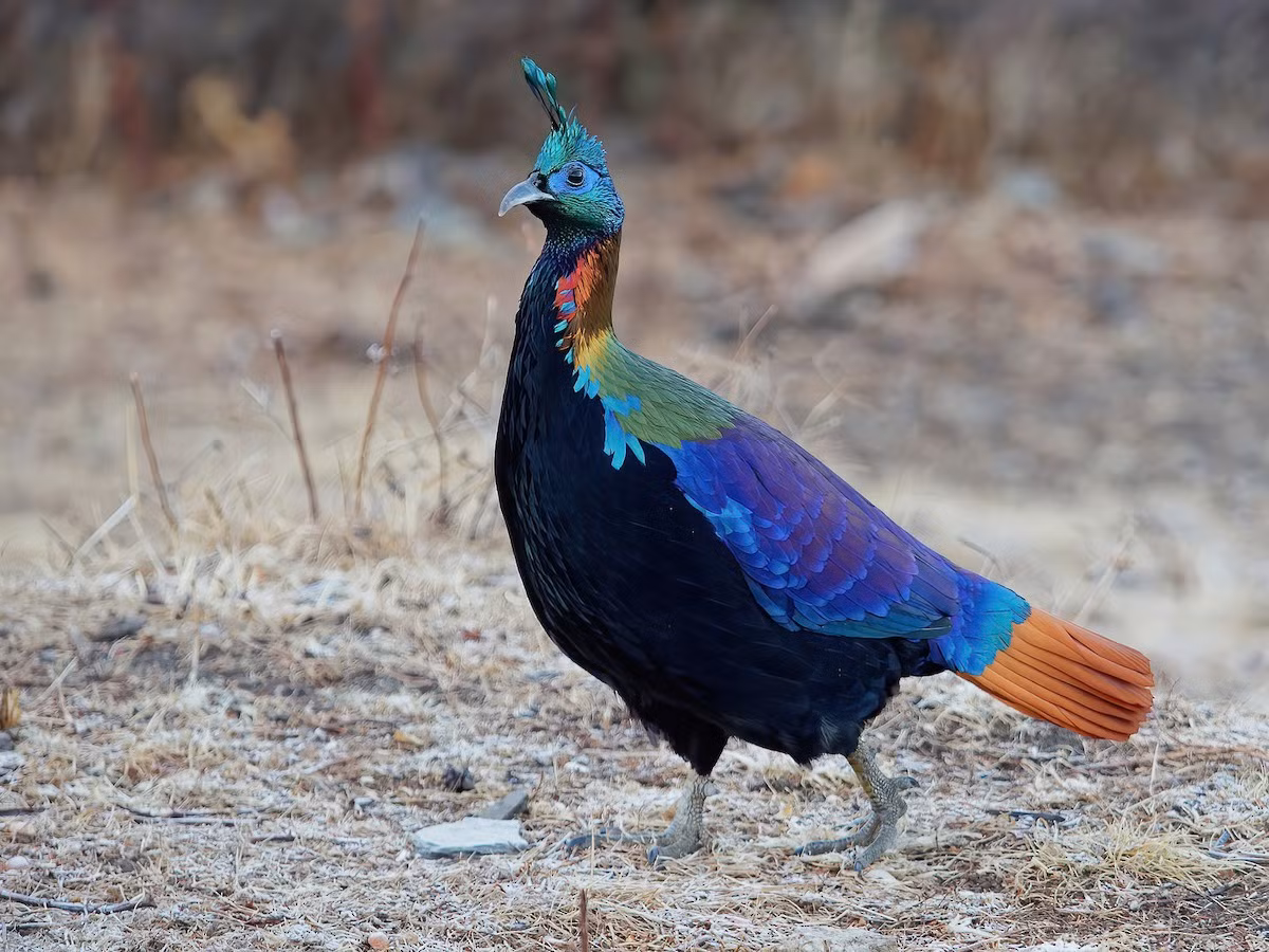 Sinh sống ở độ cao 2.100–4.500 mét trên dãy Himalaya, trĩ Himalaya (Lophophorus impejanus) được coi là loài chim đẹp nhất khu vực được mệnh danh là "nóc nhà của thế giới". Ảnh: eBird.