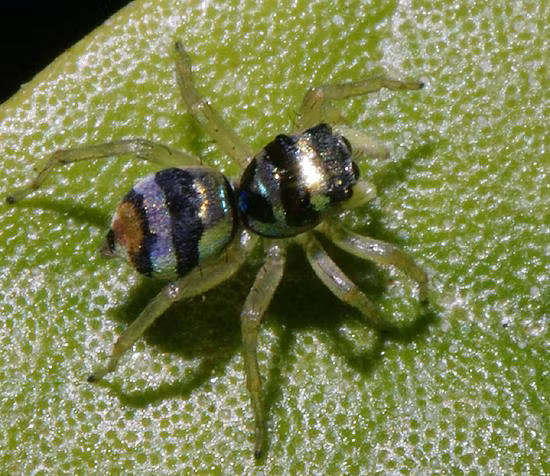 Nhện Phintella có dải (Phintella vintata), chụp gần bờ biển phía bắc Nha Trang. Ảnh: Richard-seaman.com.