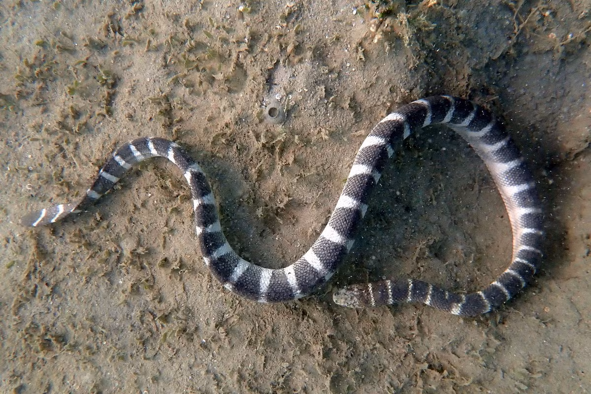 Rắn đẻn đuôi sọc (Hydrophis ornatus). Kích thước: 100 cm. Khu vực phân bố: Phổ biến ở phía Đông bắc bộ qua Trung bộ (Phan Thiết, Mũi Kê Gà, Vũng Tàu) tới biển Nam bộ. Ảnh: Wikipedia.