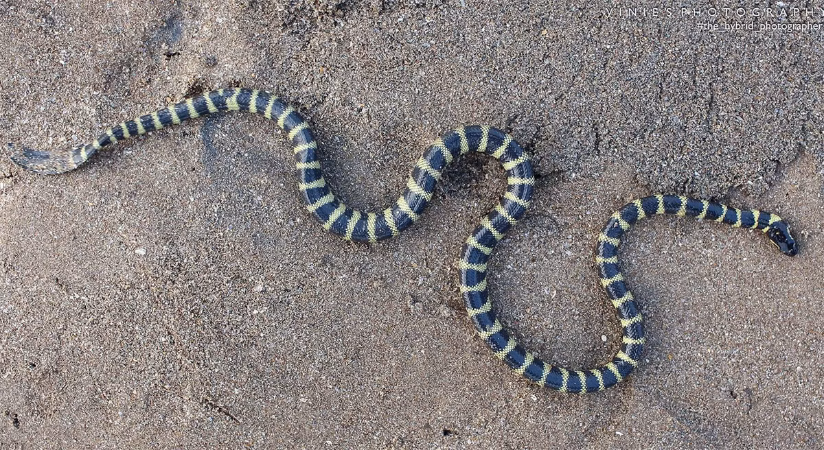 Rắn đẻn bụng vàng (Hydrophis caerulescens). Kích thước: Dài 74 cm. Khu vực phân bố: Vùng Nam Trung Bộ (Phan Thiết, Phan Rí, mũi Kê Gà), Đông Nam Bộ (Vũng Tàu). Ảnh: Marine Life of Mumbai.