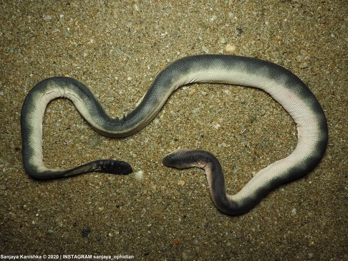 Rắn đẻn vảy bụng không đều (Hydrophis viperinus). Kích thước: Dài 93 cm. Khu vực phân bố: Từ vịnh Bắc Bộ, dọc theo bờ biển nước ta đến vịnh Thái Lan. Ảnh: Sanjaya Kanishka.