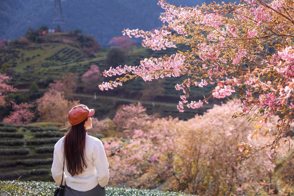  Chị Bùi Thị Thúy (39 tuổi, nhiếp ảnh gia người Hà Nội) đến đồi chè Ô Long vào cuối những ngày cuối tháng 12, cho biết: "Tôi đã đi nhiều điểm có hoa mai anh đào trên cả nước, riêng mùa hoa năm nay, mai anh đào ở đồi chè Ô Long nở sớm nhất và lượng hoa cũng nhiều nhất". Ảnh: Thuy Ja.