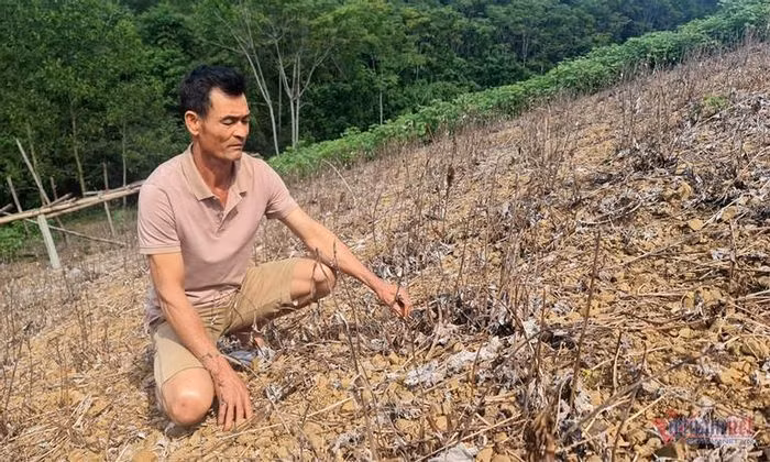 Pha bo 'cay lam giau': Giai quyet viec thieu tien, mo rong lai vung trong