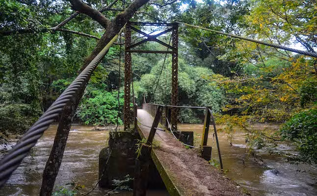 Bên cạnh giá trị văn hóa, rừng Osun-Osogbo còn là nơi sinh trưởng của 400 loài thực vật, trong đó có 200 loài đặc hữu là các loại thảo dược tự nhiên được dùng trong y tế. Ảnh: Wikipedia.com