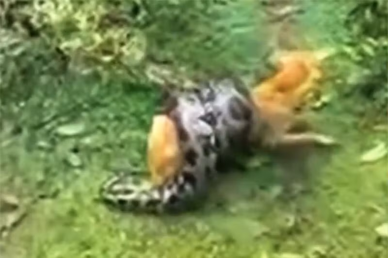 Người chủ dũng cảm đánh trăn khổng lồ, cứu sống chú chó Nguoi chu dung cam danh tran khong lo, cuu song chu cho