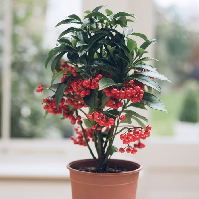  Cây cảnh kim ngân lượng lúc quả chín có sự pha trộn màu sắc giữa tán cây xanh và quả đỏ mọng vô cùng bắt mắt. Màu sắc đặc trưng này còn có ý nghĩa lớn đối với phong thủy. 