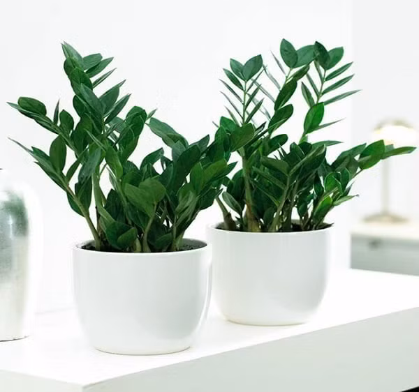  Hãy đặt chúng ở nơi có ánh sáng loạn thị, chú ý thông gió, nửa tháng bón phân một lần. Nếu điều kiện sinh trưởng kém, bạn có thể cắt tỉa để thúc đẩy nảy mầm, nhưng nhớ khử trùng vết thương.