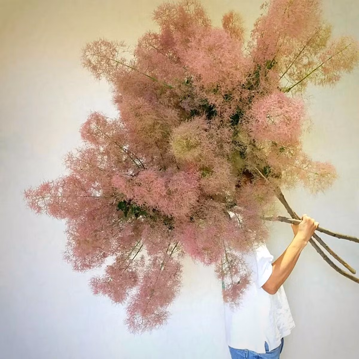 Cây bụi này tạo ra những chùm hoa màu hồng rất đẹp, nhẹ, bồng bềnh như mây khói, nhìn xa giống như đám mây hồng, lại như chùm kẹo bông rực rỡ, hấp dẫn. Ngoài ra, cây cảnh này này còn có màu xám bạc, nhìn xa càng giống đám khói đang lơ đãng bay lên, rất lãng mạn, xinh đẹp. Ảnh minh họa thursd 