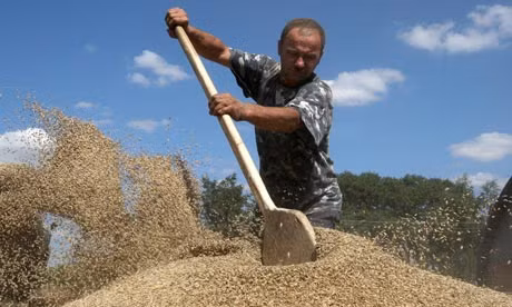 Nông dân Ukraine thu hoạch ngũ cốc.