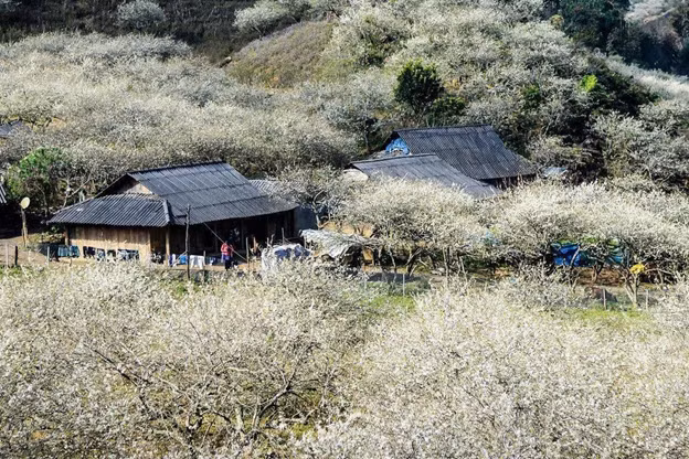 “San” hoa man dau mua o Moc Chau-Hinh-3