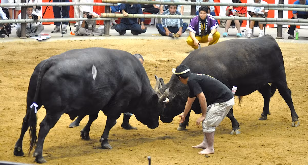 Togyu là môn thể thao chọi bò truyền thống của quần đảo Ryukyu, phía Nam Nhật Bản. Trong mỗi trận đấu Togyu, hai con bò sẽ cố gắng để đẩy nhau ra khỏi sàn đấu giống như trong môn đấu vật sumo. Ảnh: Pinterest.
