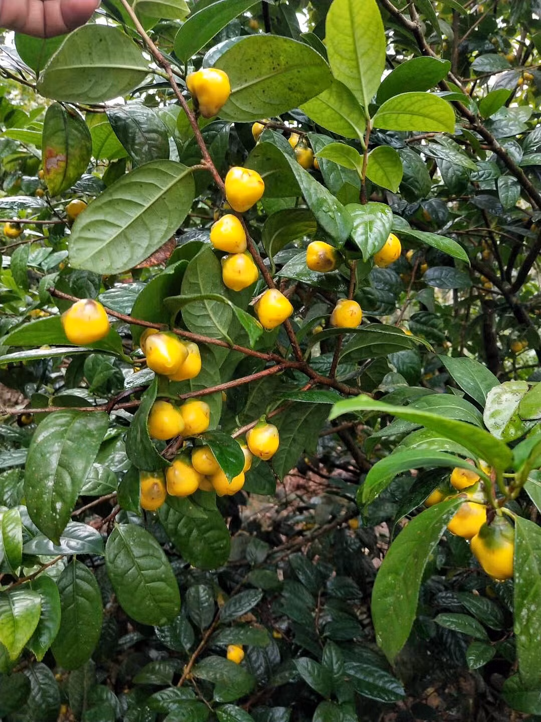 Trong các loại cây, trà hoa vàng được xếp vào hàng cây quý hiếm, màu hoa vàng rực sáng lung linh như vàng như bạc. Lá trà và hoa trà là thảo mộc quý hiếm với hương thơm thanh khiết đặc biệt.