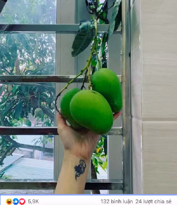 Dan mang “day song” vi buc anh ba qua xoai cua anh thanh nien