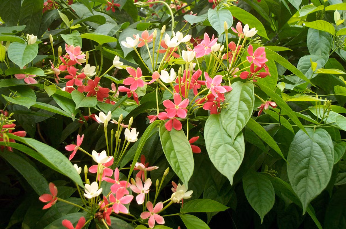 Cây sử quân. Cây sư tử quân có tên khoa học là Quisqualis indica L, trong dân gian còn gọi là cây quả giun, dây giun, quả nấc, có tác dụng tẩy được giun đũa. Nghiền thành bột hạt quả sử quân, cho trẻ em uống từ 5-10 g, người lớn uống từ 10-20 g. Uống liên tục trong 3 ngày vào buổi sáng.