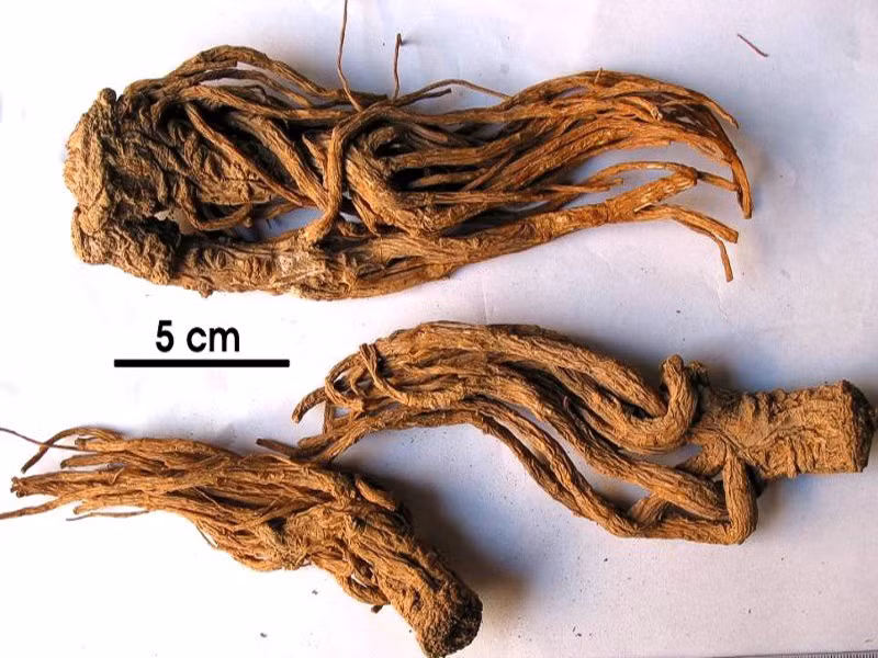 Đương quy: Angelica sinensis, là một vị thuốc Đông y sử dụng rất lâu đời. Đặc biệt các trường hợp phụ nữ huyết hư hay có các biểu hiện: huyết áp thấp, đau đầu, hoa mắt chóng mặt, da xanh tái, suy giảm khả năng sinh lý, thiếu nữ chậm dậy thì, chậm phát triển các chức năng sinh dục.