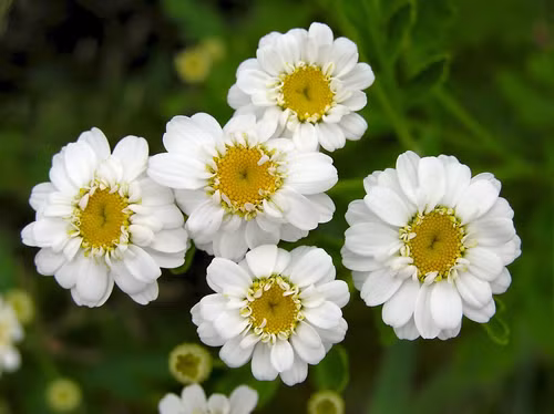 Cây cúc thanh nhiệt (Feverfew ): Là loại thuốc kích thích các cơn co thắt tử cung.