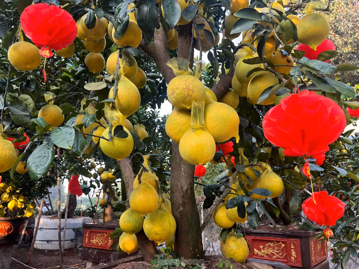 Buoi Dien vang ruc gia hang chuc trieu do bo Sai thanh