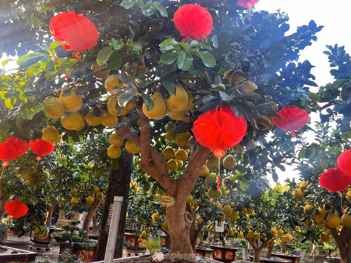 “Dù năm nay chi phí vận chuyển, nhân công, giá xăng dầu đều tăng nhưng giá mỗi cây bưởi Diễn chơi Tết không tăng, thậm chí còn giảm. Nếu khách không mua thì vẫn có thể thuê cây chơi Tết, giá chỉ khoảng 50% giá bán, thời gian cho thuê đến hết rằm tháng Giêng” – chủ vườn nói.