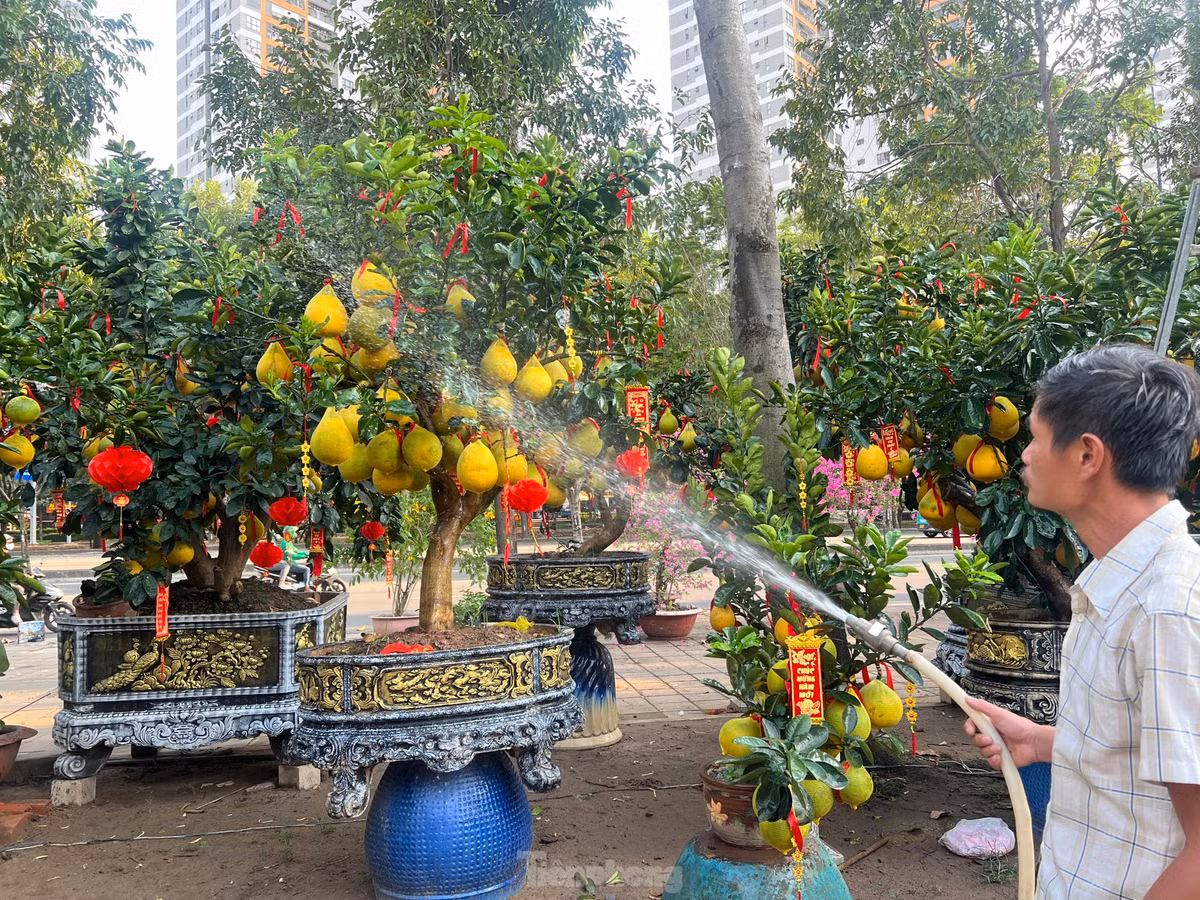 Gần sáu năm nhập bưởi Diễn bán Tết, anh Hoàng Phương, chủ vườn Hoàng Phương cho biết: “Năm nay thời tiết thuận lợi nên cây bưởi sung sức, quả to đẹp hơn mọi năm. Chúng tôi đã nhập về gần 60 cây. Khách đến xem và đặt mua khá nhiều. Nếu tình hình khả quan, tôi sẽ nhập thêm để phục vụ người chơi” – anh Phương nói.
