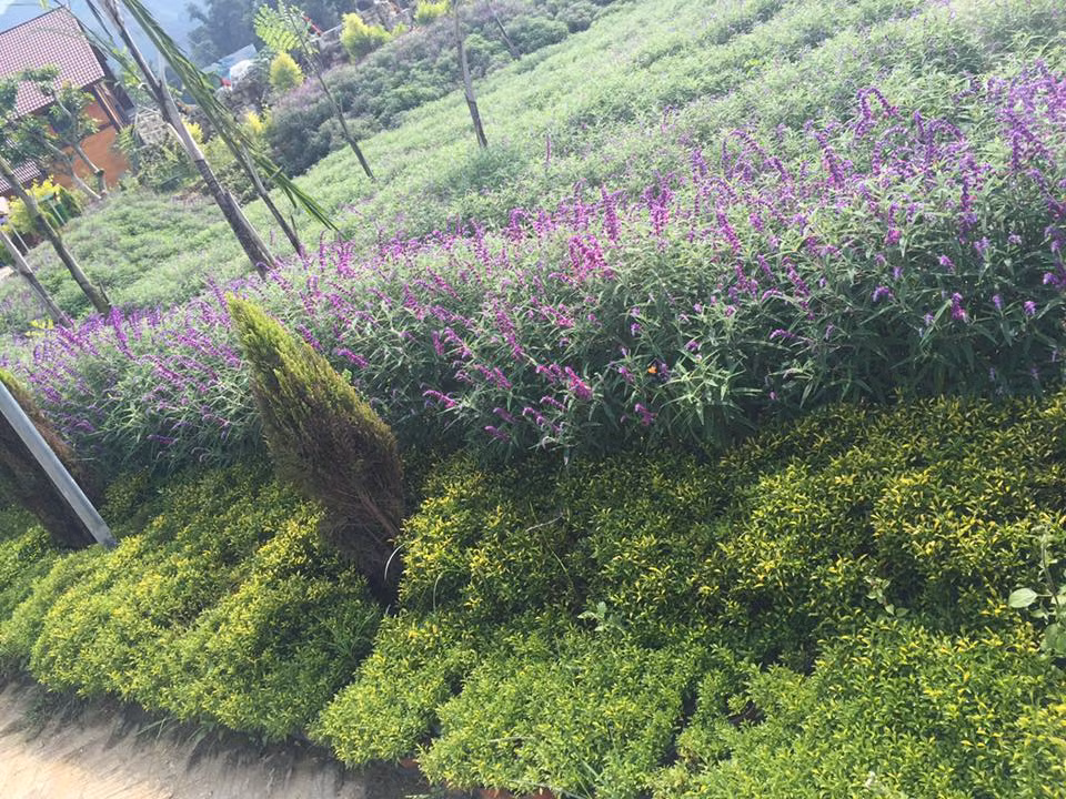 Nếu bạn di chuyển từ Hà Nội từ sáng sớm ngày thứ bảy, giữa buổi chiều bạn sẽ đến nơi với quãng đường hơn 300 km.