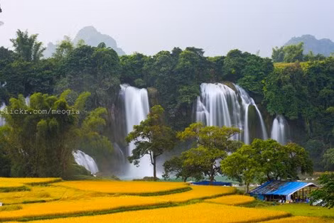 Những cánh đồng lúa chín ươm vàng dưới dòng thác trắng xóa tạo nên bức tranh nên thơ trữ tình.