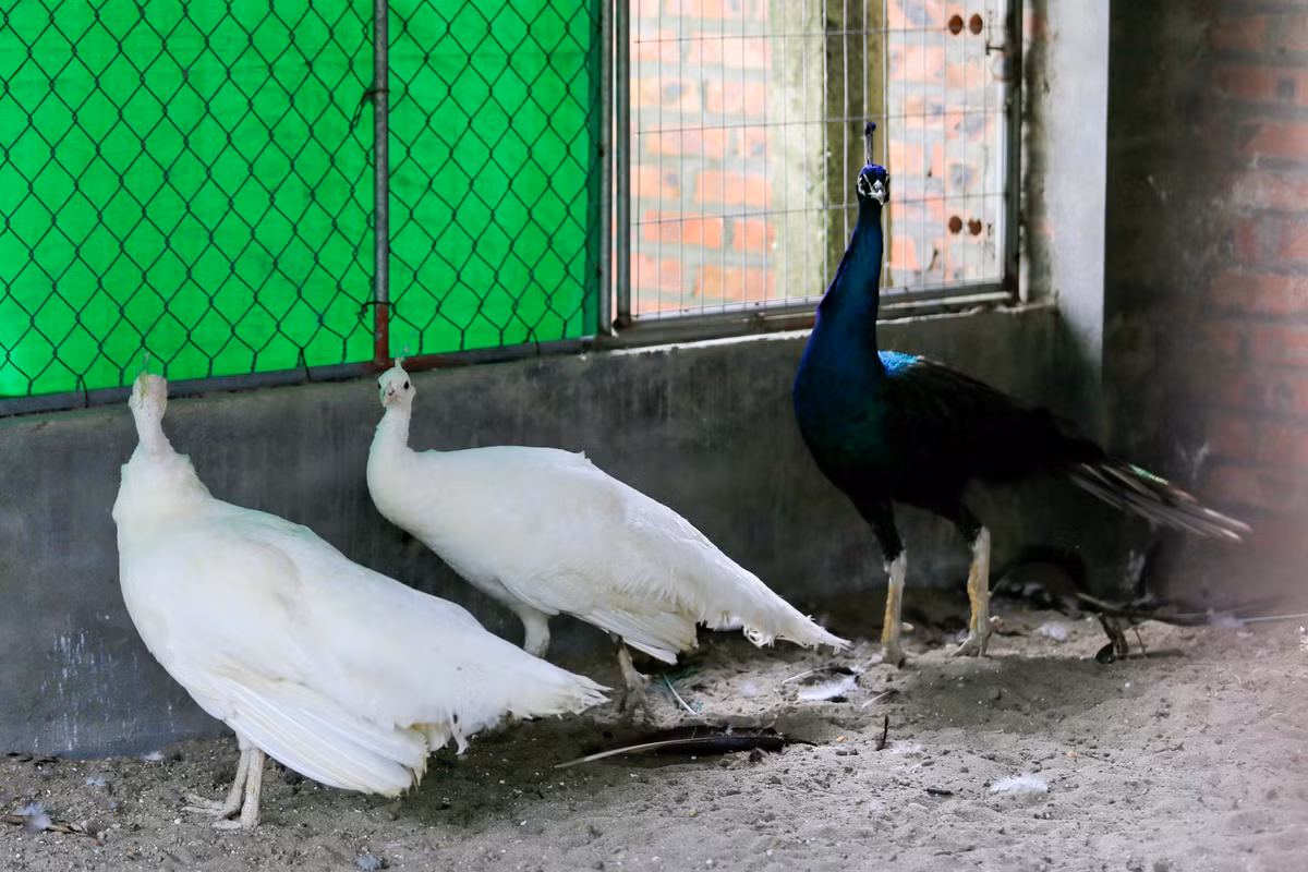 Chàng trai bỏ việc về quê lập trang trại nuôi chim công ảnh 3