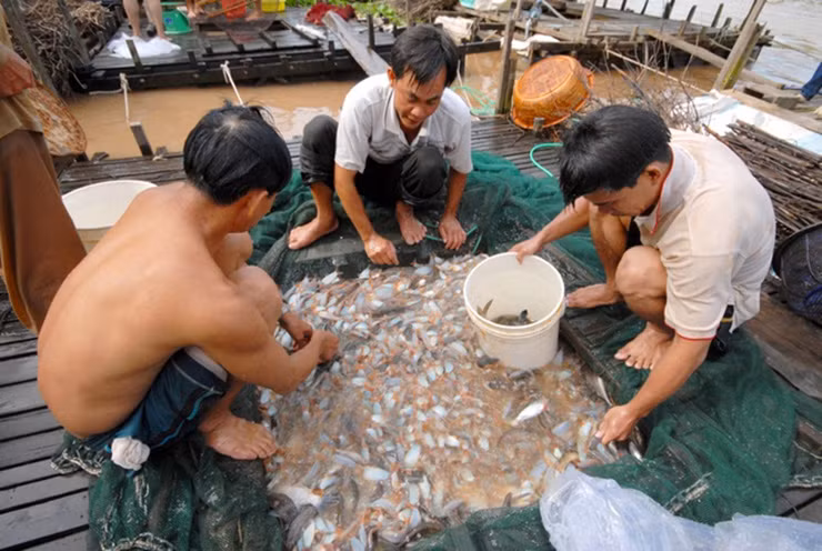 Giá trị kinh tế của loài cá này khá cao nên nhiều người đã mở rộng mô hình nuôi cá heo, thu về tiền tỷ mỗi năm