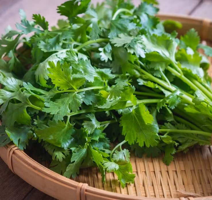 Không chỉ riêng rau muống, rau mùi - loại rau gia vị giá rẻ thường được ăn kèm trong các bữa ăn hàng ngày tại Việt Nam cũng được bán với giá đắt không kém ở nước ngoài.
